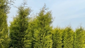 ���������������� �������� �������� ��� ���������