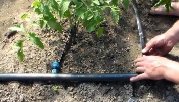 ����� � �������� �������� �� ��� �� �������������