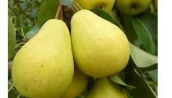 ������� �����