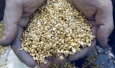 Nordgold ������� ��������� ��������� ���� � ������������ ������������� ����� � ������