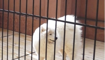 Уличный вольер для собак